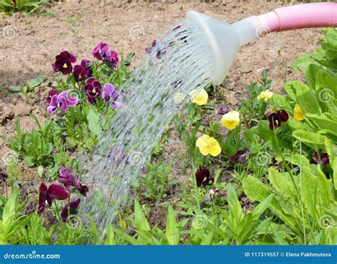 Garden Gardening Plant Flower Nature Watering Green Spring