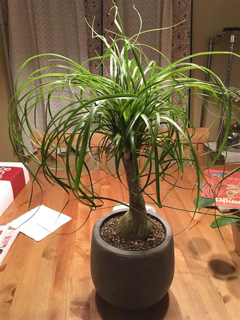 In this ponytail tutorial i will show you. I found out this Ponytail Palm is actually a type of ...