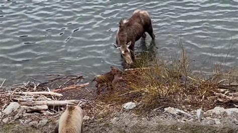 Watch Mother Moose Chases Off Grizzly Unofficial Networks