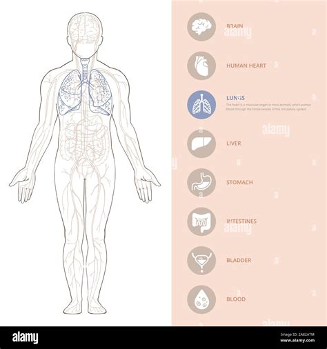 Infografía De La Anatomía Del Cuerpo Humano De La Estructura De Los