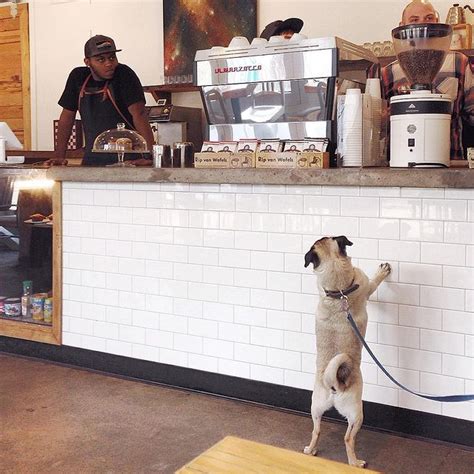 Are Dogs Allowed In Restaurants In Seattle