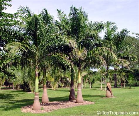 Roystonea Elata Roystonea Oleracea Roystonea Regia Florida Royal Palm