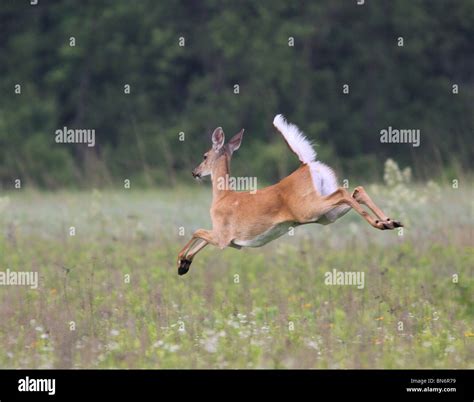 White Tailed Deer Doe Tail Alarm Signal Ohio Stock Photo Alamy