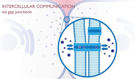 Intercellular Communication Via Gap Junctions Mybioscience Scientific