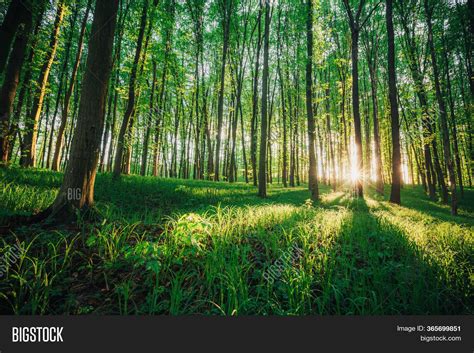 Spring Forest Trees Image And Photo Free Trial Bigstock