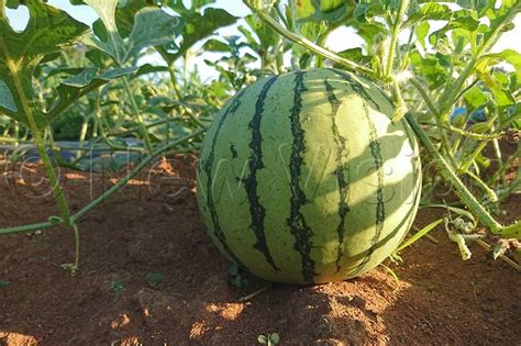 How To Grow Watermelons In Your Backyard Garden Bukedde Online