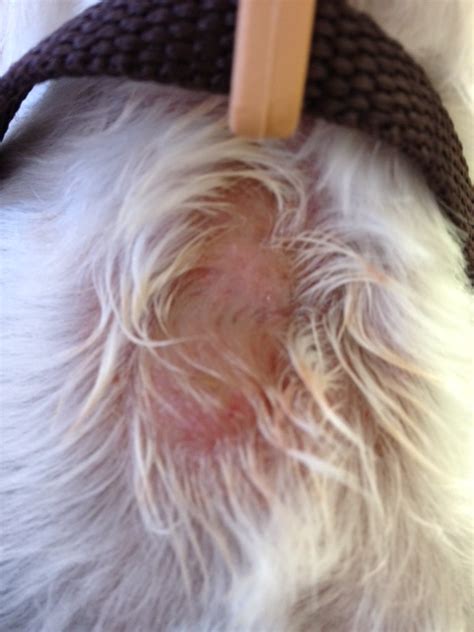 Bald spots are common in cats and have many possible reasons from allergies to parasites. Hot Spots In Dogs | Dr. Nelson's Veterinary Blog