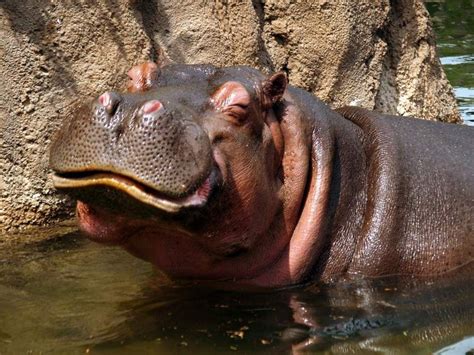 5 Hippo Smiling Baby Hippo Cute Hippo Cute Animals