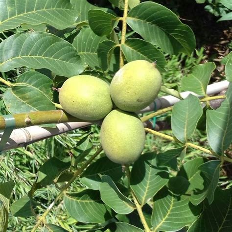 Walnootboom Juglans Regia Plovdivski Tuinplantenbezorgd Nl