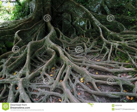 Tree Roots Stock Photo Image Of Garden Design