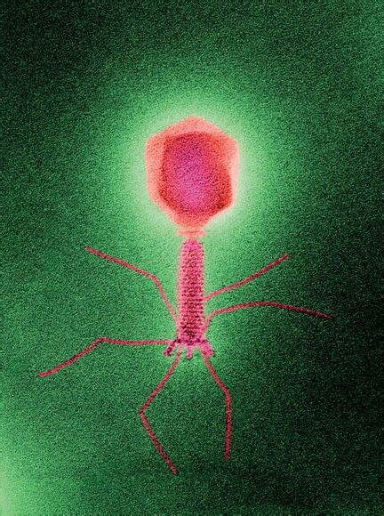 Bacteriophage Things Under A Microscope Macro And Micro Microbiology