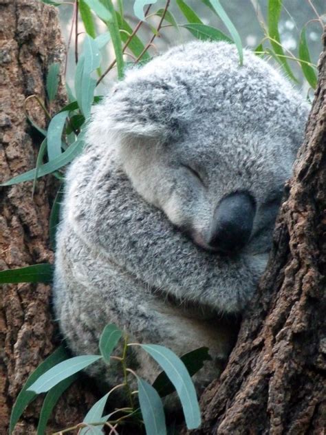 Koala Cute Little Animals Cute Baby Animals Baby Animals Pictures