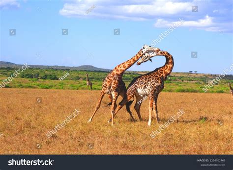Giraffes Fighting: Over 1,015 Royalty-Free Licensable Stock Photos