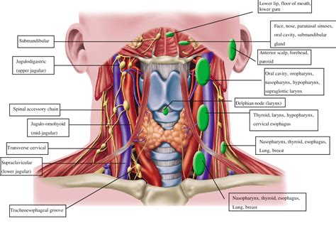Neck And Throat Anatomy Diagram Anatomy Of The Neck And Thyroid Gland