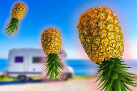 What Does An Upside Down Pineapple Mean Automobile World
