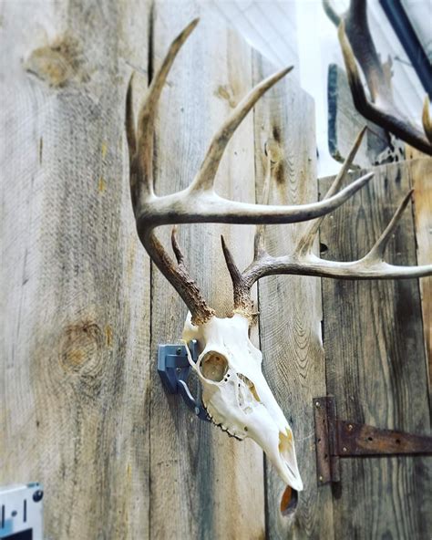 Buy Top Rack European Deer Skull Mount Hanger Deer Trophy Buck