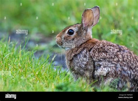Adorable Eastern Cottontail Sylvilagus Floridanus Bunny Rabbit Along