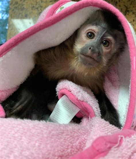 Cute Baby Capuchin Monkey For Adoption Creature Classifieds