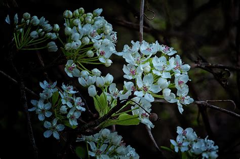 The Pear Blossoms Photograph By Denise Harty Fine Art America