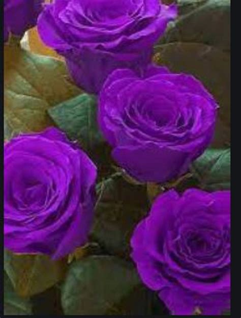 Rare English Dark Purple Rose Tree Flower Plant 31020 Or 30 Etsy