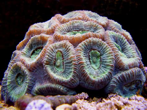 Fileclosed Brain Coral Copy