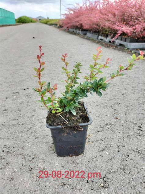 Berberis Buxifolia Nana D And M Garden Centre