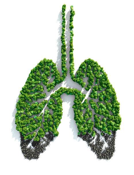 Royalty Free Human Lung Pictures Images And Stock Photos Istock