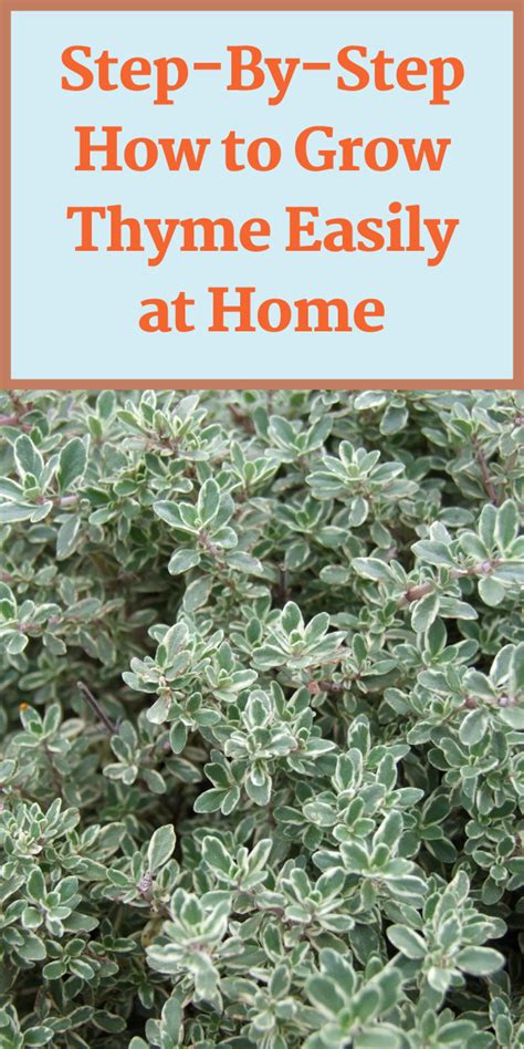 Step By Step How To Grow Thyme Easily At Home Gardening Sun Growing
