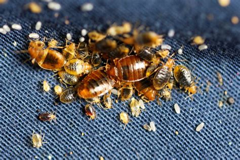 Basically, bed bugs can survive from several months to a full year without a host. How Long Can Bed Bugs Live | Bed Bug Authority | DIY Solutions