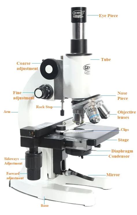 15 Microscope Parts With Diagram Location And Function