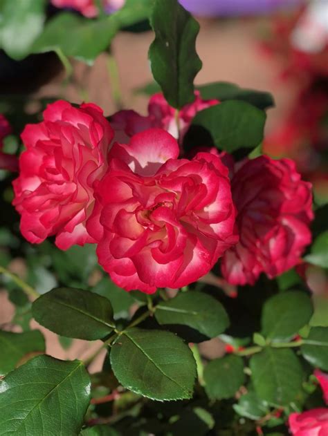 Pin By Elegant Outdoors Garden Centre On Ravishing Reds Flowers