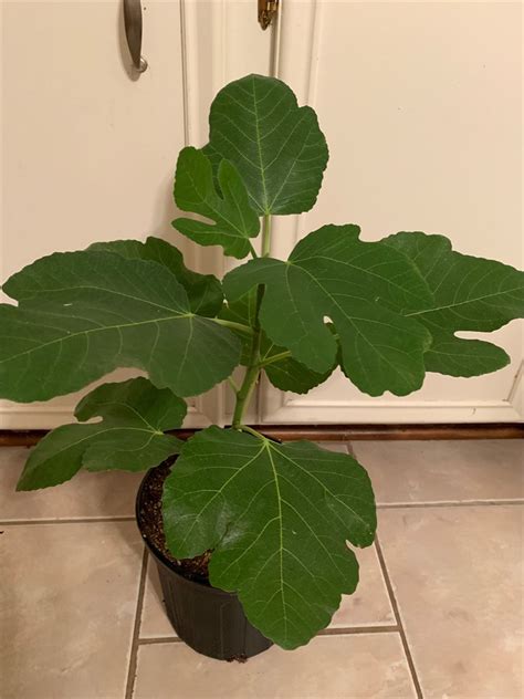 Maybe you would like to learn more about one of these? FigBid - Online Auctions of Fig Trees, Fig Cuttings ...