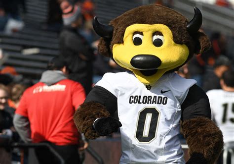 Colorado Mascot Shoots Self With T Shirt Gun And Gets Carted Off Field