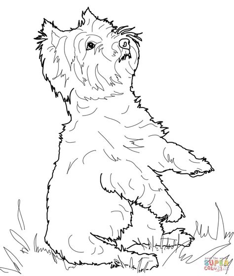 Free coloring pages for all ages: West Highland White Terrier coloring page | Free Printable ...