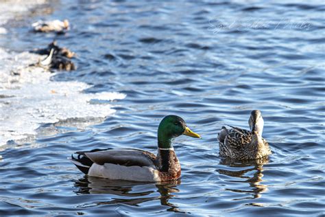 Mallard Duck Migration Sigrid Miklos Flickr