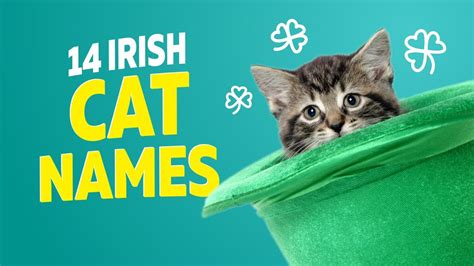 14 Irish Cat Names - YouTube