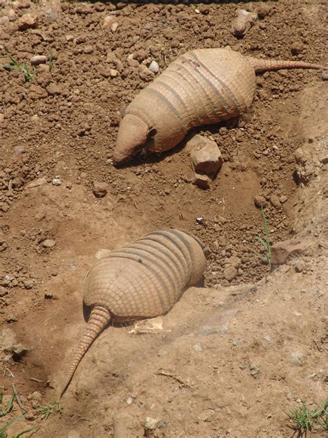 Six Banded Armadillos Euphractus Sexcinctus Zoochat