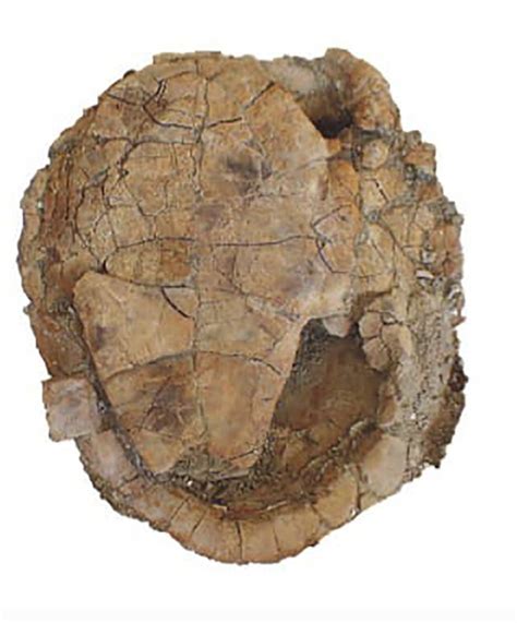 Ancient Turtle Fossils Discovered In Egypt In Pictures