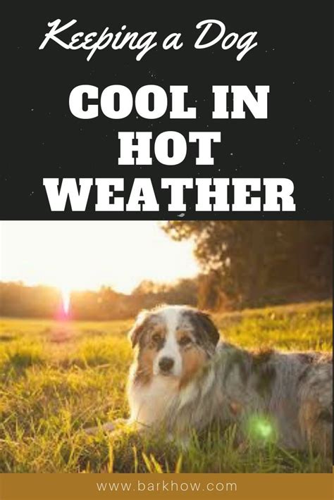 Keep Dog Cool In Hot Weather Hot Weather Dogs Cool Stuff