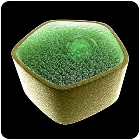 Maybe you would like to learn more about one of these? 2. 10: Plant Cell Structures - Biology LibreTexts