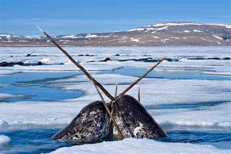 What Exactly Is A Narwhal Tusk Ocean Conservancy