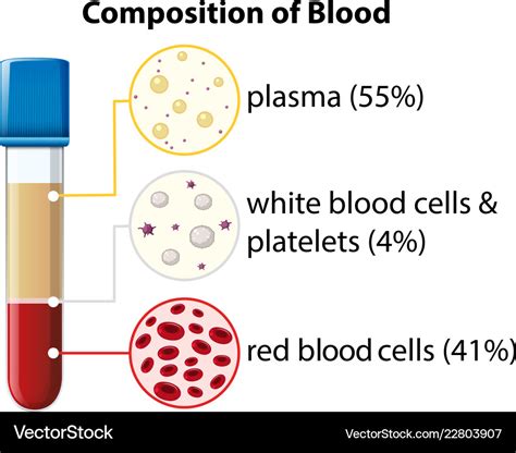 Composition Of Blood Diagram Royalty Free Vector Image
