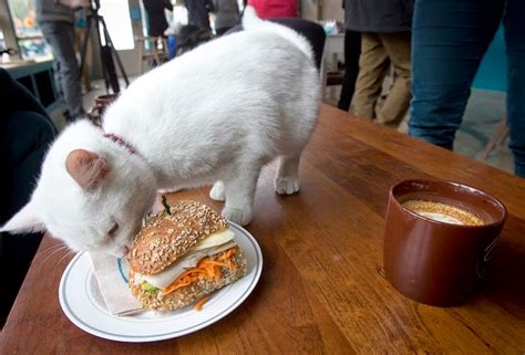 Tyvärr finns det inga rundturer eller aktiviteter att boka online för det/de datum du valt. Ritebook: Cat cafe in New York