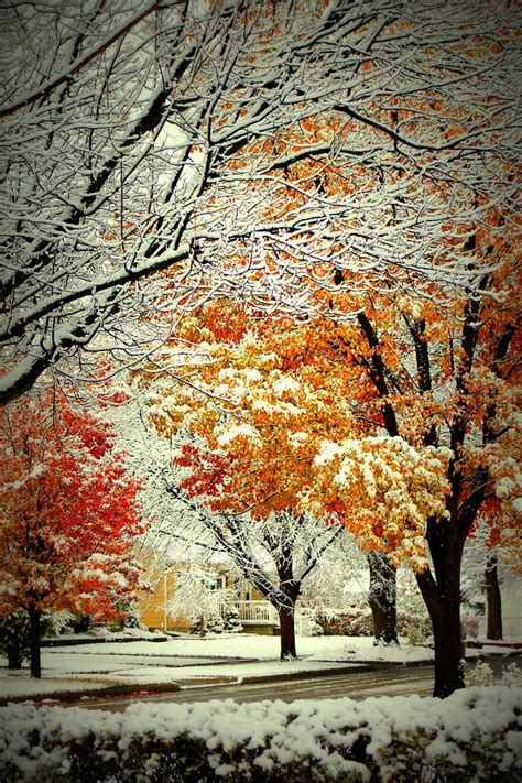 Snow Covered Fall Trees In Michigan Photograph By Anita Hiltz