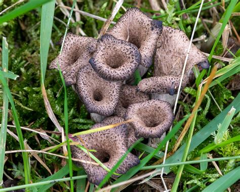 Horn Of Plenty Breamish Valley