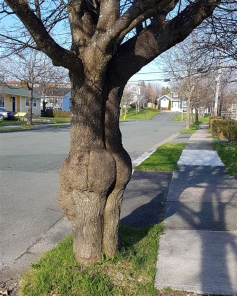 Trees That Look Like Butts 20 Pics