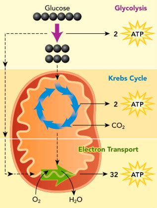 The starting reactants in cellular respiration are glucose and oxygen. What Are The Reactants In The Equation For Cellular Respiration Quizlet - Cellular Respiration ...