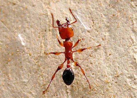 Muscleman Tree Ant Podomyrma Gratiosa