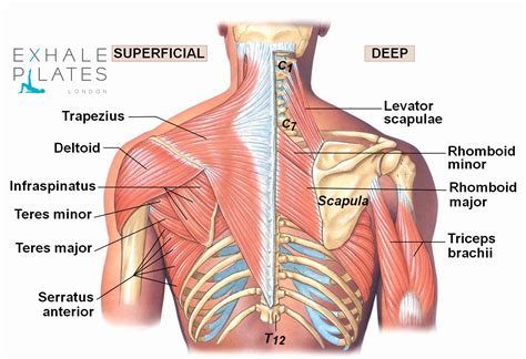 Diagram Shoulder Muscles Diagram Shoulder Muscles Human Anatomy Back View Of Muscles