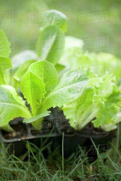 Lettuce Plants In Plastic Modules On Grass Stock Photo Dissolve